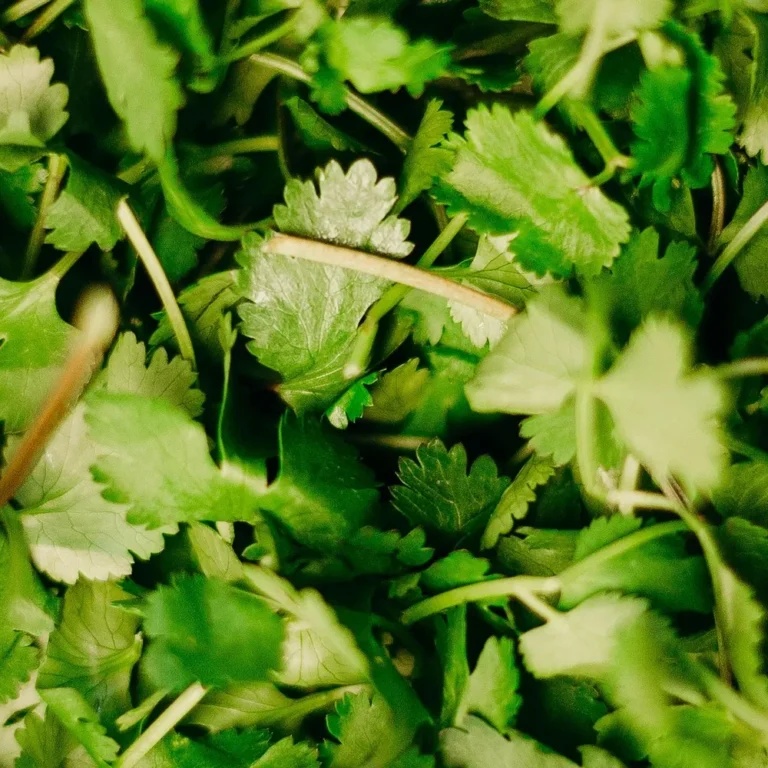 Maydanoz Nasıl Saklanır?